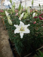 [5567 PO70 Martine No01.JPG]